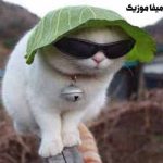 دانلود اهنگ گربه هارو پیش پیش میکنه