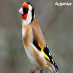 دانلود صدای سهره mp3 طولانی