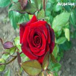دانلود آهنگ فاطما ریمیکس