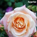 دانلود آهنگ dance for me ریمیکس