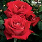 دانلود آهنگ شاد رقص عربی از Yusra Mahnouch بنام Mayhana