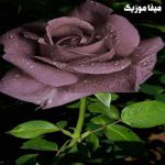 دانلود اهنگ بیلی ایلیش Therefore I Am