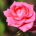 دانلود اهنگ ترکی پینار سوئر بنام Sen Gittin