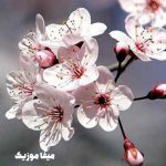 دانلود آهنگ شکوفه میرقصد از باد بهاری