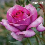 دانلود اهنگ ترکی سورا ایسکندرلی Kandırma