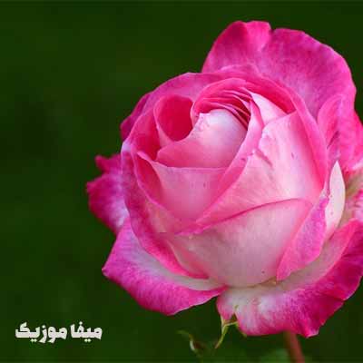 دانلود اهنگ آذری نگار محرم د نیا De Niye