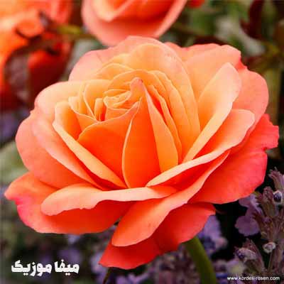 دانلود اهنگ سیبل جان Ah Be Yarim