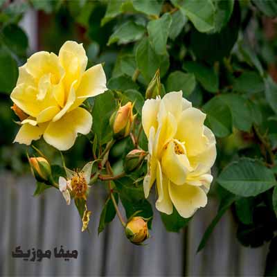 دانلود اهنگ ترکی آیتن رسول گَل گِر Gel Gör