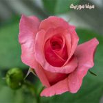 دانلود اهنگ زینب باستیک مارلون براندو