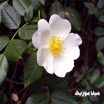 دانلود اهنگ ترکی تویچه هاشیم اوغلو یالنیز یالدیک
