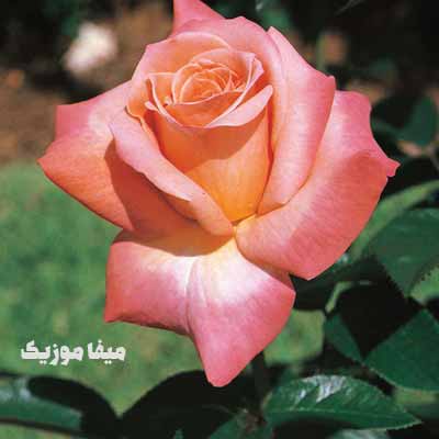 دانلود آهنگ سزن آکسو هایدی گل 