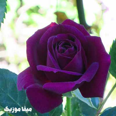 دانلود اهنگ ترکی زینب باستیک بنام Bırakman Doğru Mu