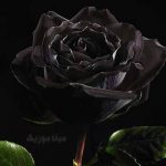دانلود اهنگ غمگین یاریم سز ناهیده باباشلی