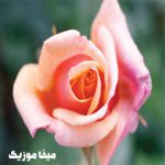 دانلود آهنگ پرنده شادی من رفته که برنگرده ریمیکس با صدای بچه