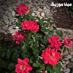دانلود آهنگ دمت آکالین بی داها بی داها