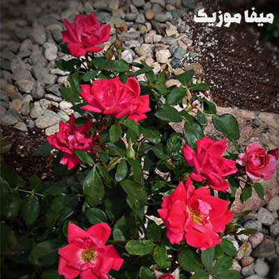 دانلود آهنگ دمت آکالین بی داها بی داها