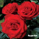 دانلود اهنگ ترکی ایرم دِریجی کِندینه گل