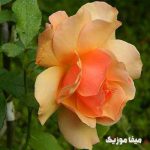 دانلود اهنگ ناهیده باباشلی اولدوز