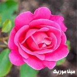 دانلود اهنگ آیتن رسول Deliler Kimi