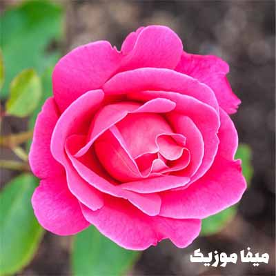 دانلود اهنگ آیتن رسول Deliler Kimi