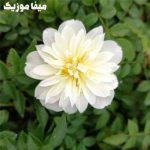 دانلود اهنگ ترکی اجه سچکین Follow Me