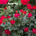 دانلود اهنگ ترکی دمت آکالین Oh Olsun