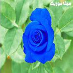 دانلود آهنگ جیلان کوینات Olur mu