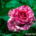 دانلود آهنگ آذری چیناره ملک زاده Aşka Davet