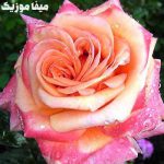 دانلود آهنگ ترکی الیف کایا Bir Bilebilsen دانلود آهنگ ترکی الیف کایا Bir Bilebilsen