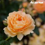 دانلود آهنگ ترکی فوندا آرار Gerisi Bende