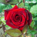 دانلود آهنگ گونل بیر آدام وار