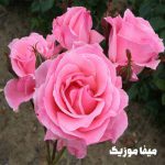 دانلود آهنگ ترکی هانده ینر Sahte