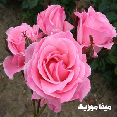 دانلود آهنگ ترکی هانده ینر Sahte