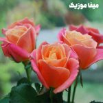 دانلود اهنگ عربی ناز دج یا قالی