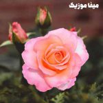 دانلود آهنگ اوعوزهان کوچ Yoksa Yasak