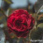 دانلود آهنگ ترکی طوبی یورت Saçma