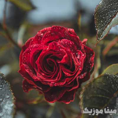 دانلود آهنگ ترکی طوبی یورت Saçma