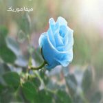 دانلود اهنگ نمیگم سنگ دلت سوسن ریمیکس