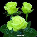 دانلود تمام ریمیکس های ترکی آیتن رسول
