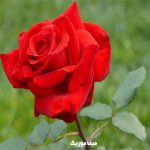 دانلود آهنگ ترکی ابرو پولات Madam