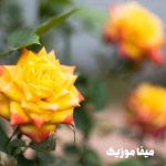 دانلود اهنگ ترکی مروه اوزبی Eyvallah