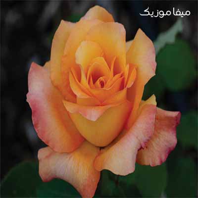 دانلود آهنگ دیگه نیست بخوام دستاشو بگیرم با صدای زن