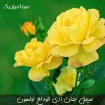 دانلود آهنگ ترکی سیبل جان آدی الوداع اولسون