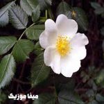 دانلود آهنگ کی غیر از تو از افسون