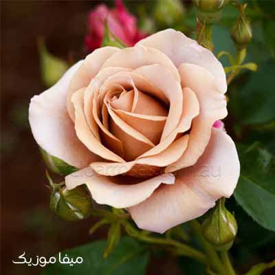 دانلود آهنگ داملا ظالیملر