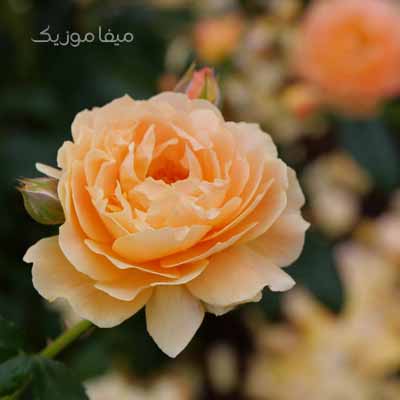 دانلود آهنگ ترکی دمت آکالین Bozuyorum Yeminimi