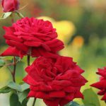 دانلود آهنگ آذری چیناره ملک زاده شیرین گینلر