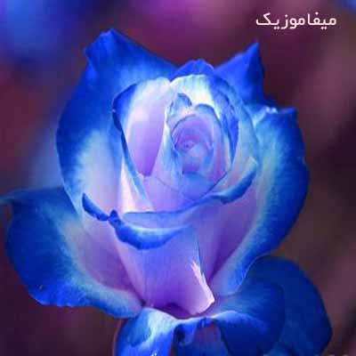 دانلود اهنگ کافیه بارون بیاد دلم هواتو میکنه دوباره با صدای دختر دانلود اهنگ کافیه بارون بیاد دلم هواتو میکنه دوباره با صدای دختر