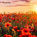 دانلود اهنگ من یه گل سرخی دارم با صدای بچه