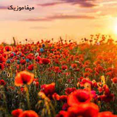 دانلود اهنگ من یه گل سرخی دارم با صدای بچه
